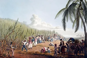 Slaves cutting the sugar cane in Antigua. Y William Clark 1827 Slaves cutting the sugar cane in Antigua. Y William Clark 1827. (Photo by: Universal History Archive/Universal Images Group via Getty Images)