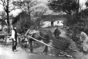 Irish ancestry Irish ancestry