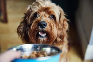 Pet dog looking a dog food in bowl Cute pet dog looking a dog food in bowl