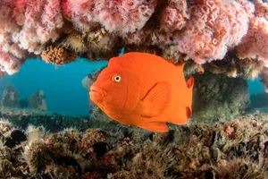 Garibaldi under a production platform off Los Angeles, California A garibaldi damselfish defends its territory underneath a production platform off the coast of Los Angeles, California.