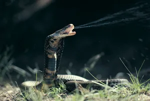 Mozambique Spitting Cobra Getty