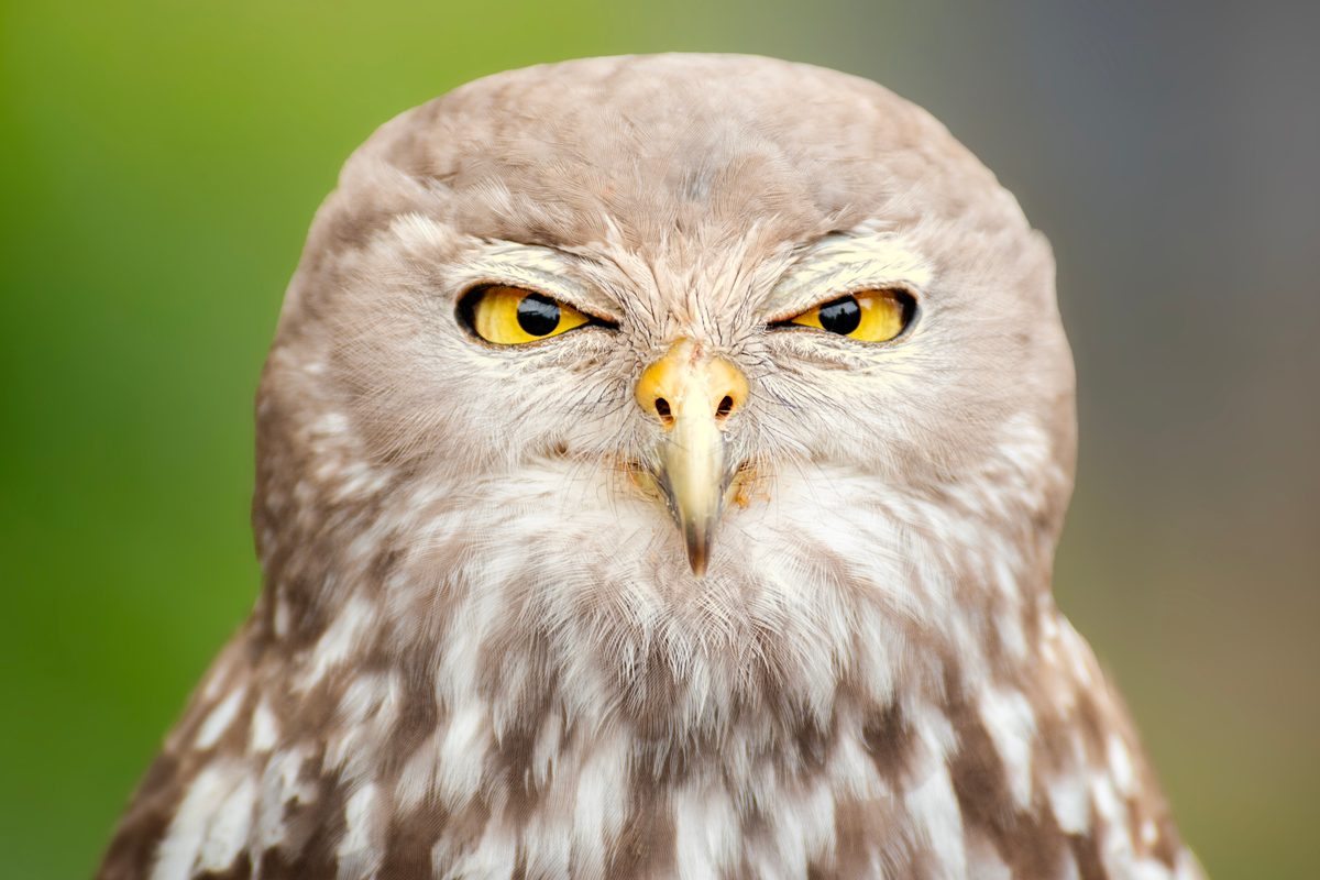 It barks like a dog and howls like a human – and is a silent, deadly hunter