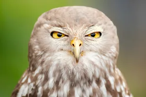 Barking Owl The barking owl or barking boobook, also known as the winking owl, is a nocturnal bird species native to mainland Australia.