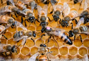 Honey bee queen, marked pink, on comb, surrounded by nurse bees Megan Kobe/Getty Images
