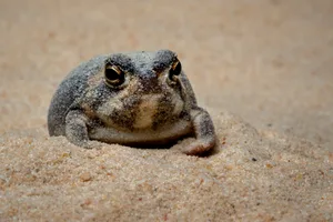 Desert rain frog Tanto Yensen/Getty Images