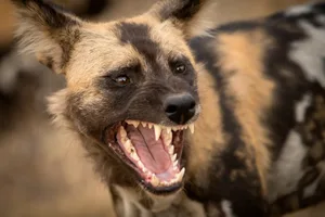 A headshot of an African Wild Dog with its mouth open A beautiful detailed close up portrait headshot of an African Wild Dog with its mouth open, snarling and with its teeth and canines bared, taken at sunset in the Madikwe Game Reserve in South Africa.