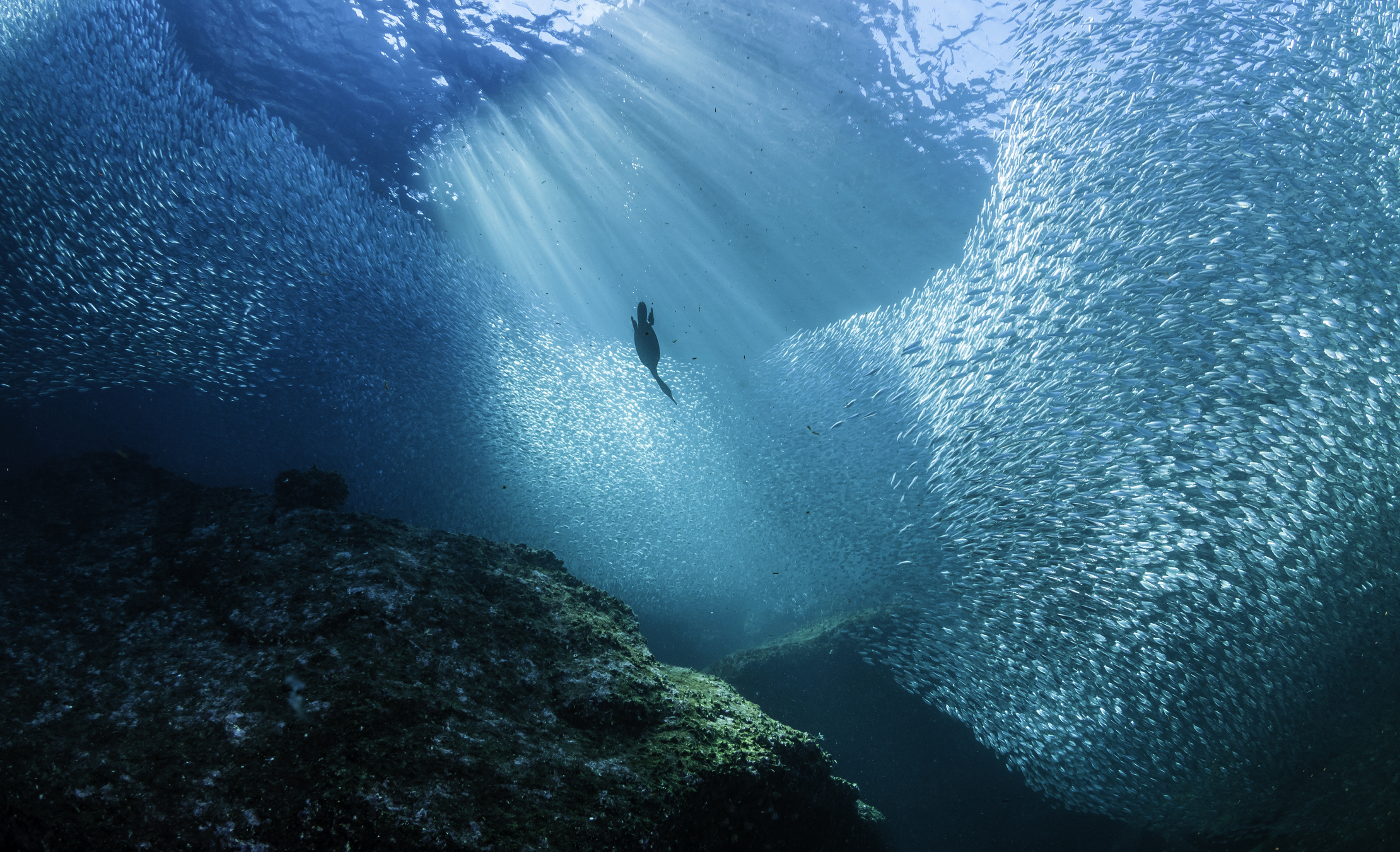 It's home to 900 fish species and one of the rarest animals on Earth – and was dubbed the 'aquarium of the world' by Jac