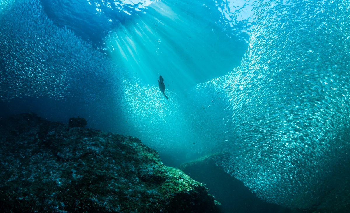 It's home to 900 fish species and one of the rarest animals on Earth – and was dubbed the 'aquarium of the world' by Jacques Cousteau