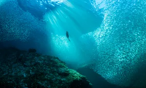 Black cormorant and fish in the Sea of Cortez Black cormorant feeding on bait fish in the Sea of Cortez