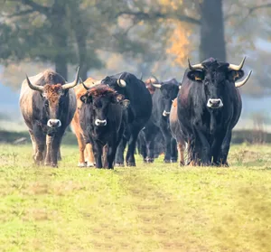 aurochs Tauros are the closest thing to the extinct aurochs. And they are coming to the UK.