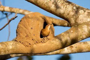 Male Rufous Hornero Rufous Hornero with Mud Nest