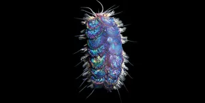 Elvis worm
