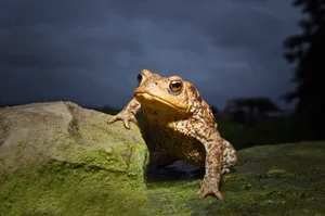 Common toad in Devon, UK. © Mike Hill/Getty Common toad in Devon, UK. © Mike Hill/Getty