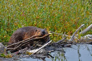 Canada north american beaver (Castor canadensis) on a dam, dragging twigs, teeth visible, willow bush behind, Yukon Territory, Canada, North America North American beaver (Castor canadensis) on a dam, dragging twigs, teeth visible, willow bush behind, Yukon Territory, Canada, North America