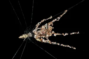 Orb-web Spider species -probably Cyclosa spec.-, building spider dummies with several legs from plant debris and dead insects to deflect from enemy attacks, Tambopata Nature Reserve, Madre de Dios Region, Peru Orb-web Spider species -probably Cyclosa spec.-, building spider dummies with several legs from plant debris and dead insects to deflect from enemy attacks, Tambopata Nature Reserve, Madre de Dios Region, Peru
