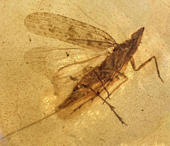Photo : Discoverwildlife Un insecte préhistorique au rostre flexible découvert en Birmanie