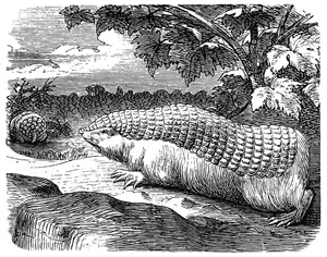 Pink fairy armadillo (Chlamyphorus truncatus) Pink fairy armadillo illustration