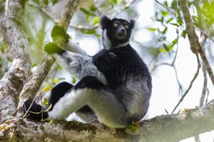 An Indri in the Maromizaha forst An indri (Indri indri) sitting on a branch . Maromizaha forest, Madagascar. Critically Endangered. September 2018 Crop and levels adjustements with Photoshop camera raw. Credit: Filippo Carugati