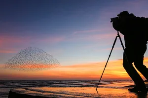 A photographer captures a flock of starlings at sunset. Murmuration. A photographer captures a flock of starlings at sunset. Murmuration.
