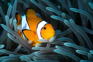 ODo fish sleep? Do fish sleep? An Ocellaris clownfish taking sa rest