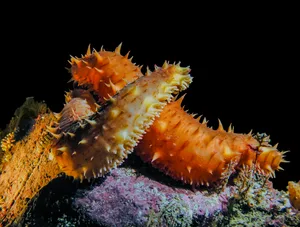 California Sea Cucumber Love California Sea Cucumber