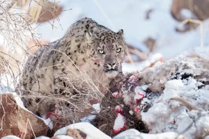 Snow leopard Snow leopard