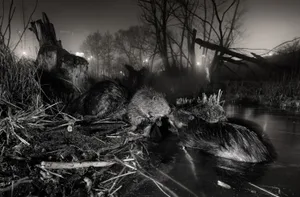 Urban beavers by Jan Wieczorek Urban beavers by Jan Wieczorek