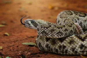 Close-up of a Diamondback Rattlesnake, America rattlesnake