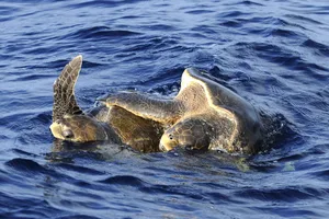 Mating olive ridley sea turtles are spot Two sea turtles emerge from the water together
