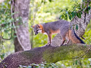 Gray Fox Gray Fox