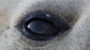 Guess the animal eye Guess the animal eye