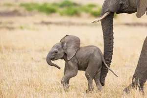Elephant with calf_D10978_fullcolor African Elephant
(Loxodonta africana) young calf (less than 3 weeks old). Masai Mara Conservancy, Kenya. Suzi Eszterhas