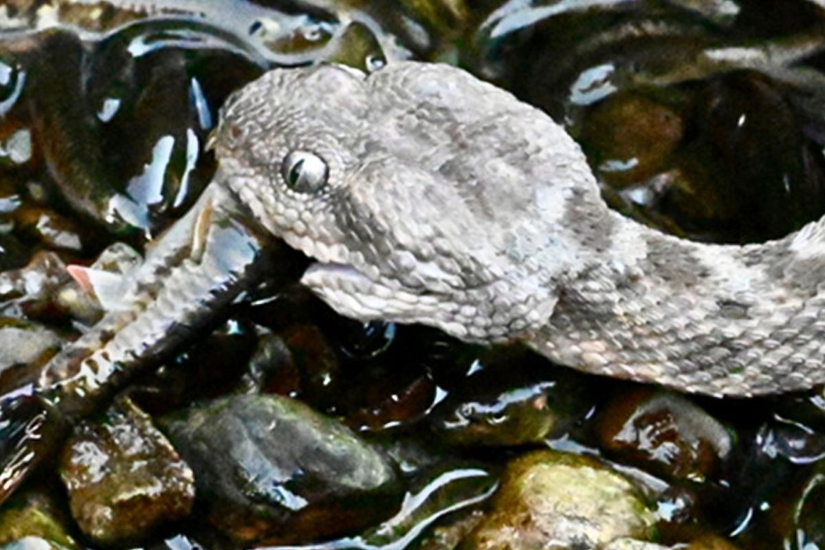 First-Ever Sighting of This Snake Preying on and Consuming Fish