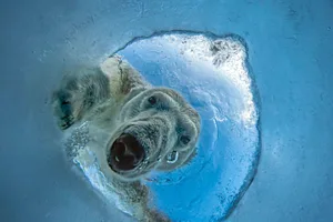 A Seal’s Nightmare Audun Rikardsen A Seal's Nightmare Audun Rikardsen