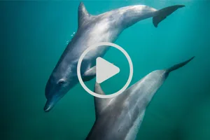 bottlenose dolphins getting high video
