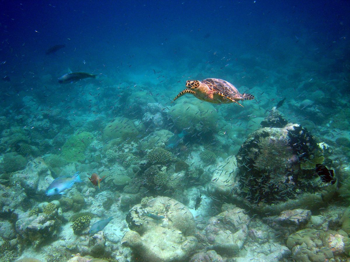 Birds can help coral reefs grow faster. Here’s how | Discover Wildlife