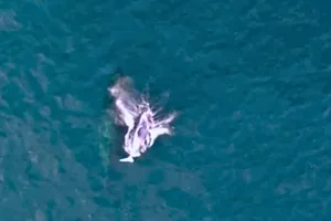 Baby humpback whale breaching Baby humpback whale breaching