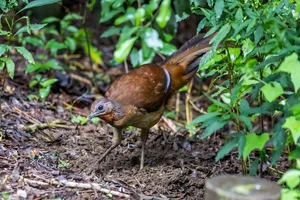 Female Superb Lyrebird (Menura novaehollandiae) hiding in the bush, Queensland, Australia Female superb lyrebird