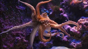 What are tentacles What are tentacles