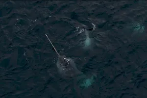 Narwhal Narwhal