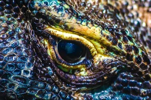 Animal eye Animal eye