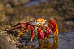 what’s the difference between a crab and a lobster what's the difference between a crab and a lobster