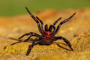 Sydney Funnel-web spider, one of Australia’s most deadly wildlife Sydney Funnel-web spider, one of Australia's most deadly wildlife