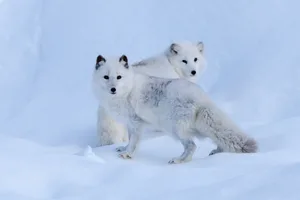 Arctic Fox facts Arctic Fox facts