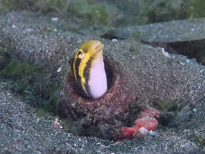 A striped mimicry sabre-toothed blenny (Petroscirtes breviceps) peeks out of a bottle buried in the sandy seabed, Secret Bay dive site, Gilimanuk, Bali, Indonesia
