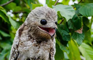 Scariest looking bird great potoo Scariest looking birds