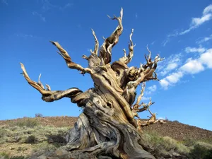 Low angle view of bare tree against blue sky,Ancient Bristlecone Pine Forest Visitor Center,United States,USA