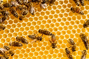 How do bees make honey Bees making honey