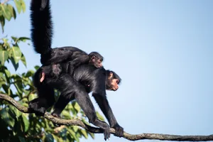 spider monkey walking on a vine with its baby on back spider monkey walking on a vine with its baby on back. (Photo: Long Zhiyong via Getty)