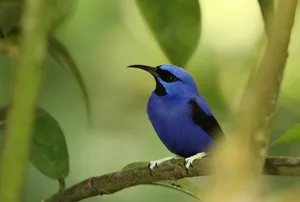 Male Purple Honeycreeper Male Purple Honeycreeper The purple honeycreeper (Cyanerpes caeruleus) is a small bird in the tanager family found in northern South America.